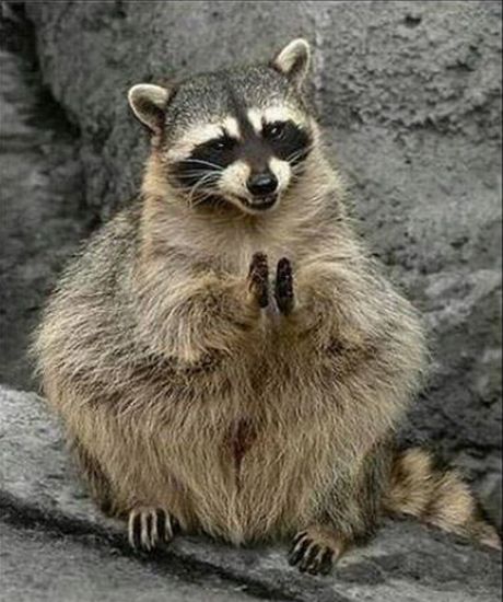 Clapping-Racoon-noblock.jpg